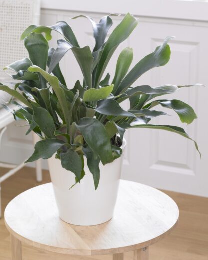 Platycerium Bifurcatum - Common Staghorn Fern in Hanging Basket
