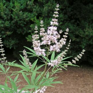 Vitex Agnus-Castus 'Silver Spire'