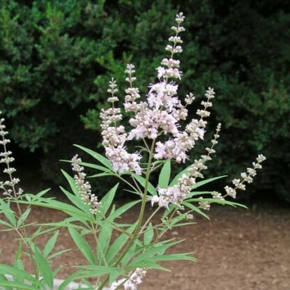 Vitex Agnus-Castus 'Silver Spire'