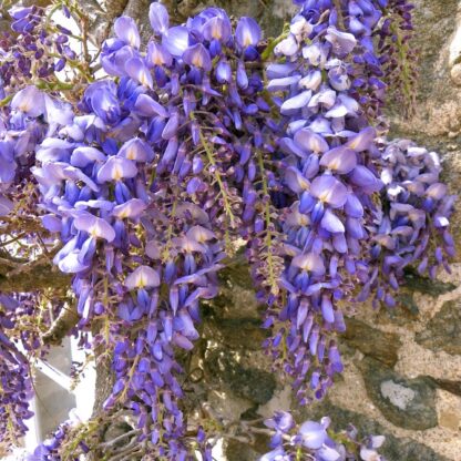 Wisteria Foribunda Macrobotrys - Large Specimen Plant 6-7ft