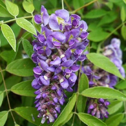 Wisteria Frutescens Longwood Purple - Large Specimen Plant 5-6ft