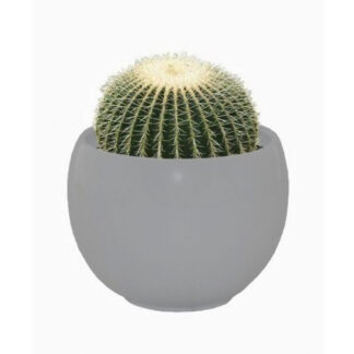 Cactus Grow Set - Golden Barrel - Perfect Gift!