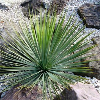 Yucca Rostrata - Hardy Beaked Yucca - Large