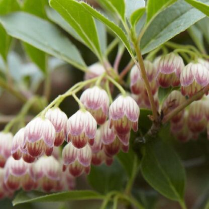 Enkianthus Campanulatus - Red Vein Enkianthus