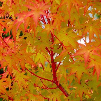 Acer Palmatum 'Sango Kaku' - Coral Bark Maple - Large Circa 140cm Specimen