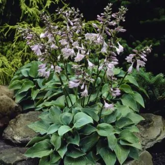 Hosta Blue Cadet