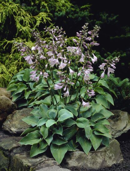 Hosta Blue Cadet