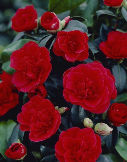 Camellia Japonica Lady Campbell