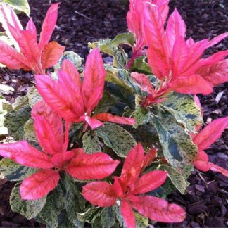 Photinia Serratifolia Pink Crispy Shrub - Large Specimen - Approx 100-120cm Tall