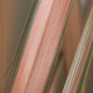 Phormium Pink Panther - New Zealand Flax
