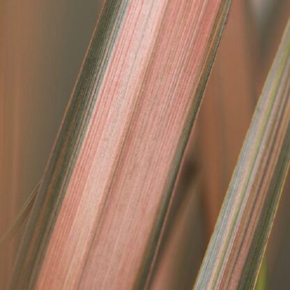 Phormium Pink Panther - New Zealand Flax