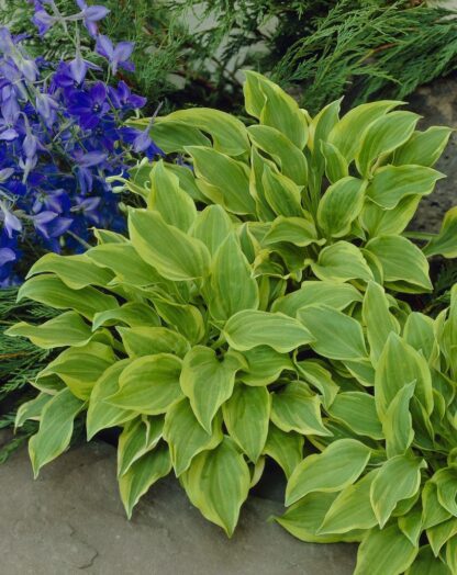Hosta 'Golden Tiara'
