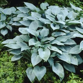 Hosta 'Halcyon'