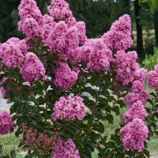 Lagerstroemia Indica - Crape Myrtle - Standard Tree Circa 170cms