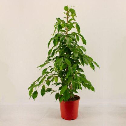 Ficus Benjamina Exotica - Weeping Fig Tree - Large 60-100cm House Plant