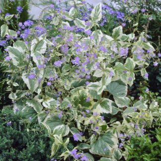 Brunnera Macrophylla 'Hadspen's Cream'