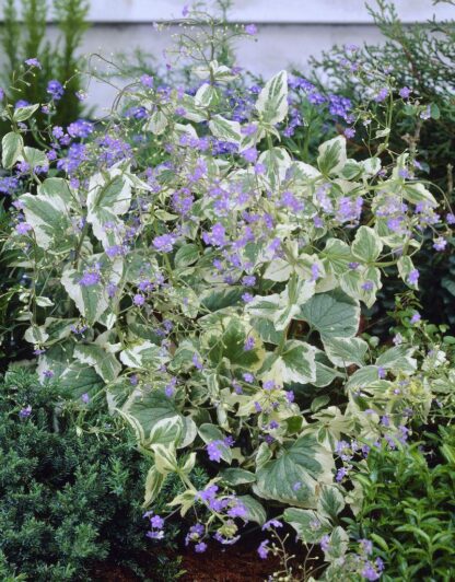 Brunnera Macrophylla 'Hadspen's Cream'