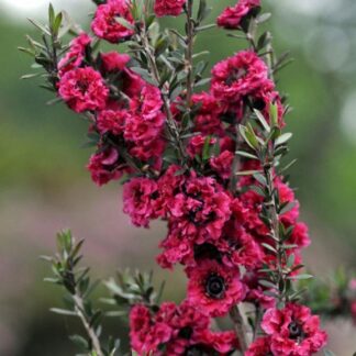 Leptospermum Crimson Glory - Manuka Honey Bush - in Bud And Bloom
