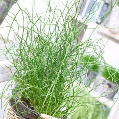 Juncus Effusus Spiralis - Curly Whirly Corkscrew Rush
