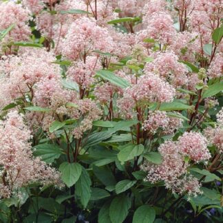 Ceanothus Marie Simon