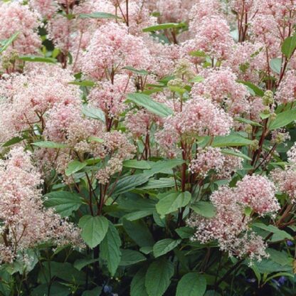 Ceanothus Marie Simon