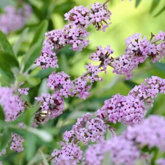 Buddleja Alternifolia Unique - Buddleia Butterfly Bush - Large