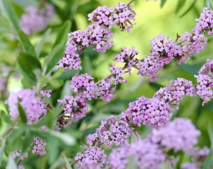 Buddleja Alternifolia Unique - Buddleia Butterfly Bush - Large