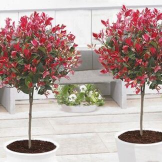 Pair of Evergreen Photinia Compacta Red Robin Trees - 100cm