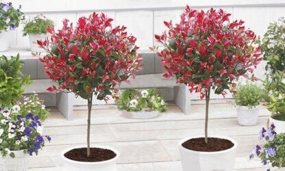 Pair of Evergreen Photinia Compacta Red Robin Trees - 100cm