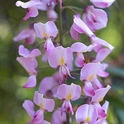 Wisteria Floribunda Rosea - (Honbeni) Pink Japanese Wisteria - Large Specimen Plant - Circa 6ft