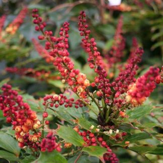 Mahonia Nitens Cabaret - Orange Mahonia