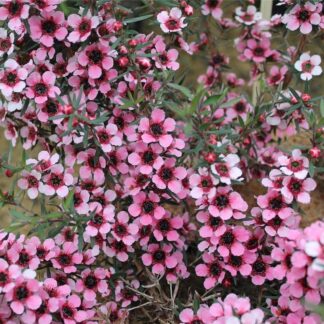 Leptospermum Martini - in Bud And Bloom