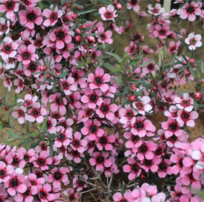 Leptospermum Martini - in Bud And Bloom