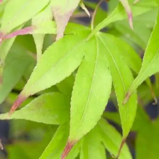 Acer Palmatum Osakazuki