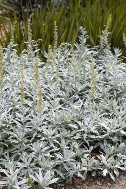 Artemisia Ludoviciana Silver Queen