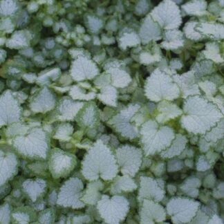 Lamium Maculatum 'Pink Pewter'