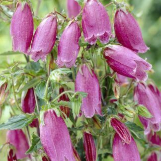 Campanula Punctata - Cherry Bells