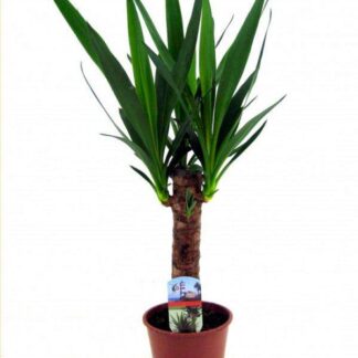Indoor Yucca Tree - Perfect To Brighten Up The Home