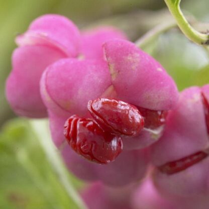 Euonymus Planipes Phellomanus - Corktree or Spindle Bush