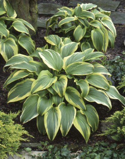 Hosta  'Aureomarginata'