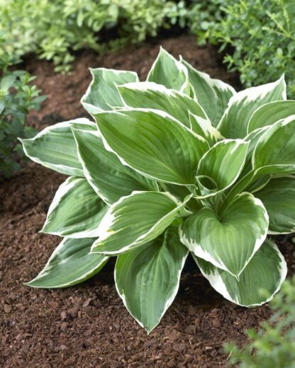 Hosta Francee