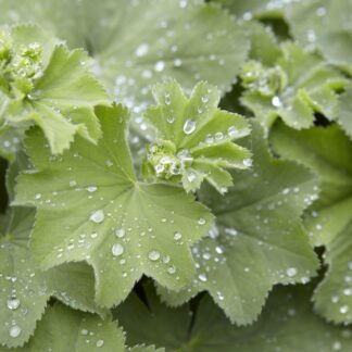 Alchemilla Mollis - Lady's Mantle