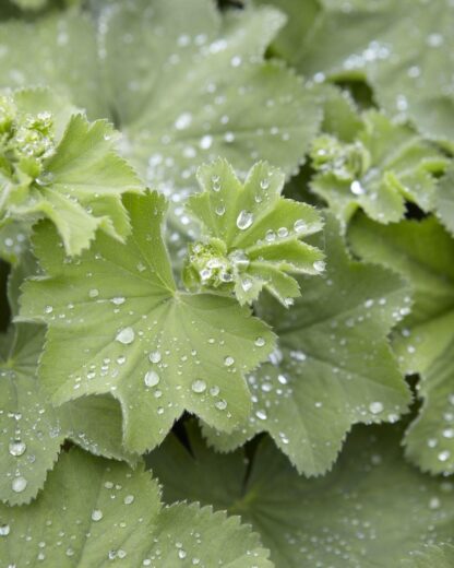 Alchemilla Mollis - Lady's Mantle