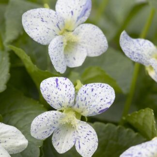 Viola Sororia 'Freckles'