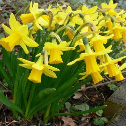 Tete a Tete Dwarf Daffodils