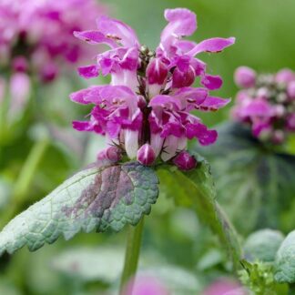 Lamium Maculatum 'Beacon Silver'