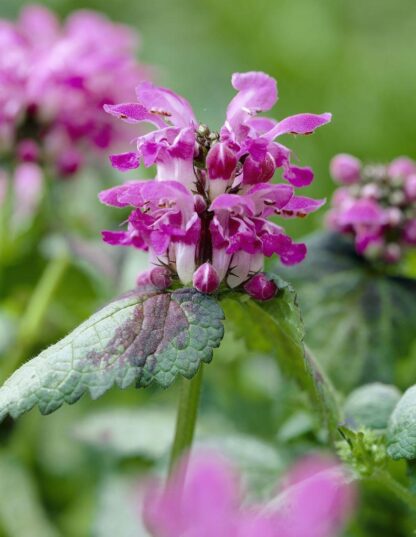 Lamium Maculatum 'Beacon Silver'