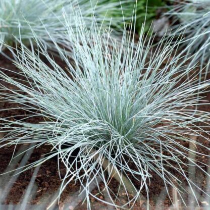 Festuca Glauca Elijah Blue - Intense Blue Fescue