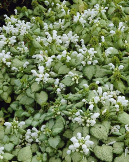 Lamium Maculatum 'White Nancy'