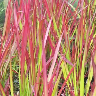 Imperata Cylindrica Rubra Red Baron - Japanese Blood Grass - Large